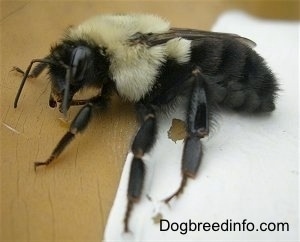 Bumble Bee on a brown and white surface