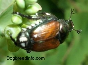 Close Up - Japanese Beetle on the edge of a leaf