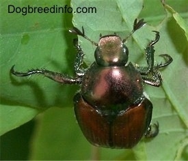 Close Up - Japanese Beetle on a leaf