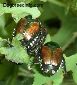 Three beetles on a leaf