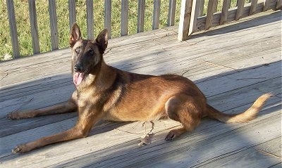 Katie the Belgian Malinois laying on a wooden deck with its mouth open and tongue out
