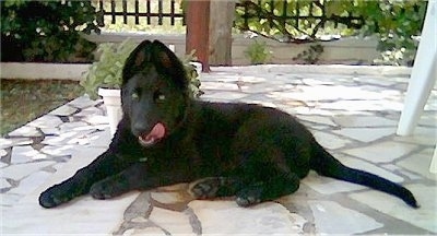 Aris the Belgium Shepherd puppy laying on a stone porch