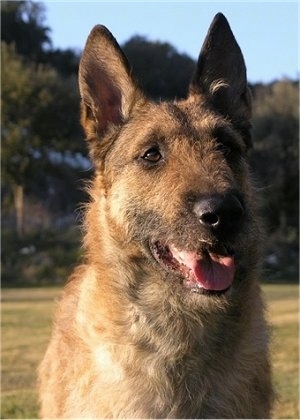 Front head profile - Belgian Shepherd Laekenois sitting outside with its mouth open