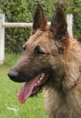 Close Up Side Head Shot Profile - Belgian Shepherd Laekenois sitting outside with his mouth open and tongue out