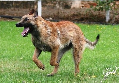 Action shot - Belgian Shepherd Laekenois running around outside with its mouth open