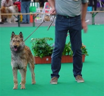 Anoebis van de Duvetorre the Belgian Shepherd Lakenois in the show ring next to a person holding its leash
