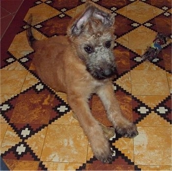 Troubles of Inka the Belgian Shepherd Lakenois puppy laying on a brown square tiled floor next to a rope toy