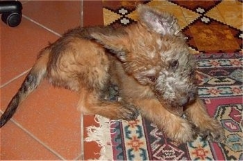 Troubles of Inka the Belgian Shepherd Lakenois puppy laying on an oriental rug biting at a dog bone