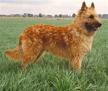 Belgian Laekenois Dog Breed Information and Pictures