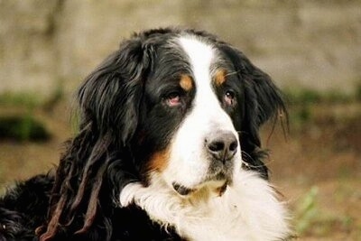 Close Up head shot - Benny the Bernese Mountain Dog outside