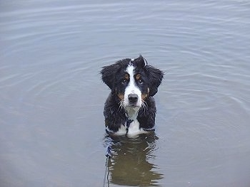 Boone the Bernese Mountain Dog puppy standing in a body of water