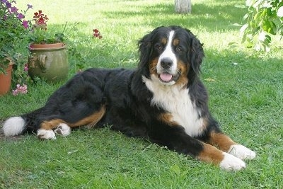 Bernese Mountain Dog laying outside with its mouth open and tongue out with potted flowers behind it
