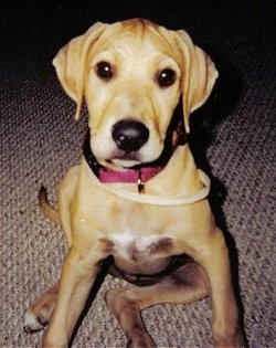 Bubbers the Black Mouth Cur puppy sitting on the carpet with a ring around her neck