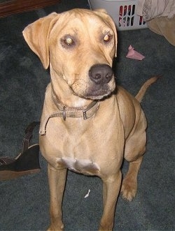 Bubbers the Black Mouth Cur sitting next to a wedge heel shoe and a basket of clothes behind it