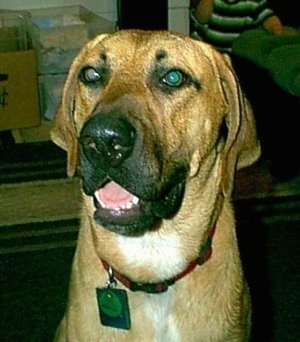 Buck the Black Mouth Cur sitting inside with its mouth open