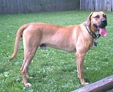 black tongue cur dog