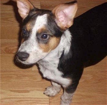 The front left side of a tri-colored Australian Cattle puppy that is sitting on a hardwood floor and it is lookign tot he left.