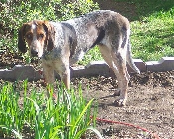 blue english coonhound