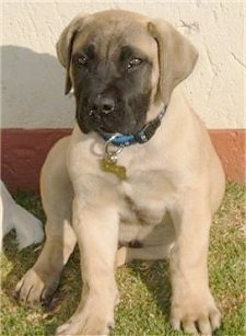 Stewart the Boerboel puppy sitting outside in front of a building