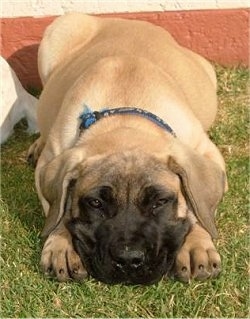 Stewart the Boerboel puppy laying outside of a building with its head down bewtween his paws