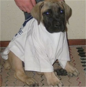 Stewart the Boerboel puppy sitting on a rug wearing a white t-shirt