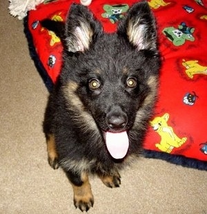 Close Up - Nicka the Bohemian Shepherd Puppy sitting on a red Lion King blanket with its mouth open and tongue out