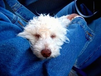 Sugar  the 9 month old Bolognese in the lap of a person with his head resting on the person's elbow