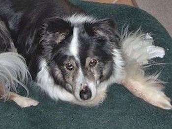 A gray white and tan longhaired, fluffy dog laying down