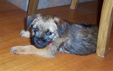 Cady the Border Terrier puppy laying under a wooden table looking back at the camera holder