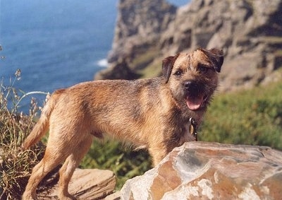 Mr. Tumble the Border Terrier standing on a rock structure looking back at the camera holder with clifts and water in the background