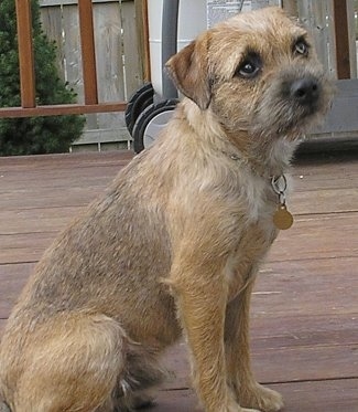 Oscar the Border Terrier sitting on a wooden deck looking up