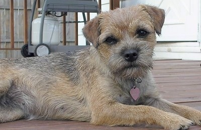 Sophie the Border Terrier laying on a wooden deck