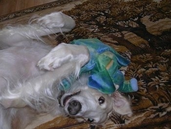Goldilocks the Borzoi laying on its back on a rug with a toy in its head