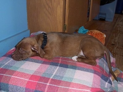 Reese the Boxador puppy sleeping on a red plaid dog bed with furniture, a bone and a plush dog toy in the background