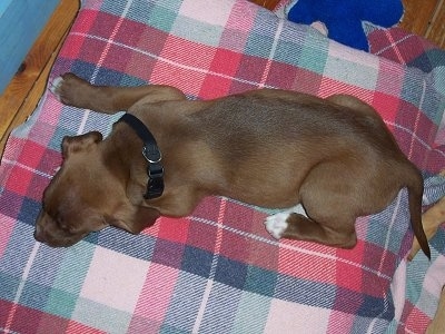 Reese the Boxador puppy sleeping on a red plaid dog bed with a bone and a plush dog toy in the background, view from the top