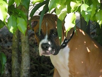 Kooba the Boxer puppy sitting under a tree outside with tree branches hanging over her head