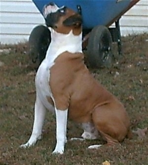 Toby the Boxer sitting outside in front of a blue wheelbarrow and a house and looking up in the air.