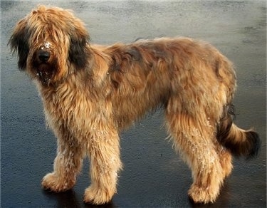 Alfie Marie Noble the Briard standing on the beach with sand on his face