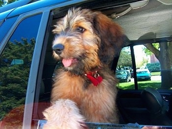 Alfie Marie Noble the Briard Puppy looking out of a car window with his mouth open and tongue out