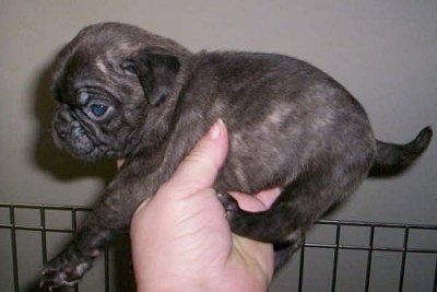 Buggs Puppy being held in the air by a persons hand and being turned to the side