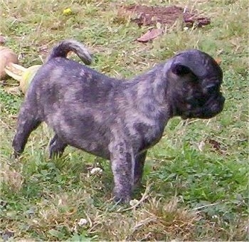Buggs Puppy standing outside in grass looking at the ground