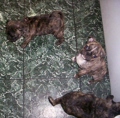 Two Buggs Puppies walking around a marble green tiled floor and one Bugg puppy sitting down looking at the camera holder