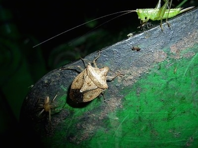 A stink bug and some katydids crawling across a metal surface