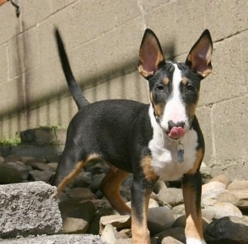 Ziggy the Bull Terrier licking his nose standing on a rocky hill in front of a concrte block wall