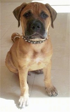 Vito the Bullmastiff puppy sitting on a tiled floor with a plush toy football behind him