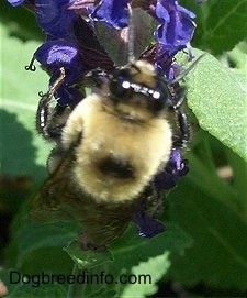 Bumble Bee on a flower from the top