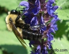 Bumble Bee on a purple flower