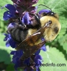 Bumble Bee wrapped around a flower