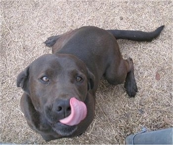 A chocolate Labrador Retriever is sitting in brown grass. It is licking its nose and looking up.