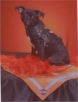Maggie the black Chug puppy is wearing a black leather Harley jacket and sitting on an orange Harley Davidson bandana with orange feathers on top of it
